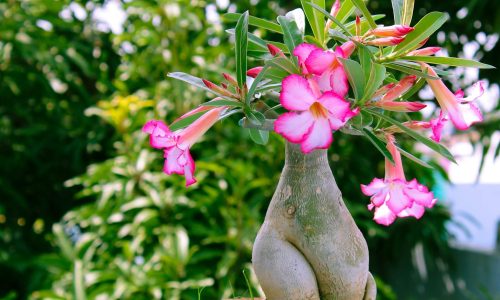 supratik-deshmukh-vMF5XyED920-unsplash (1) supratik-deshmukh-vMF5XyED920-unsplash (1)