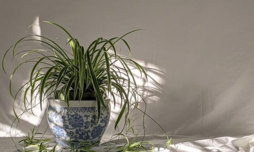 susan-wilkinson-Mfpygdu4A0E-unsplash (1) susan-wilkinson-Mfpygdu4A0E-unsplash (1)