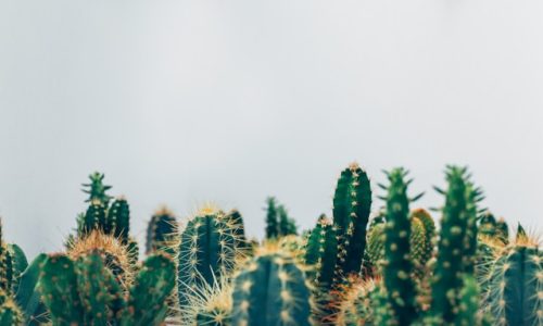 thomas-verbruggen-5A06OWU6Wuc-unsplash thomas-verbruggen-5A06OWU6Wuc-unsplash