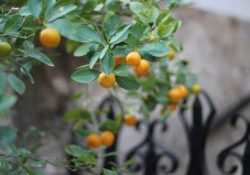 vera-cires--oHKEy3cSdA-unsplash (1)