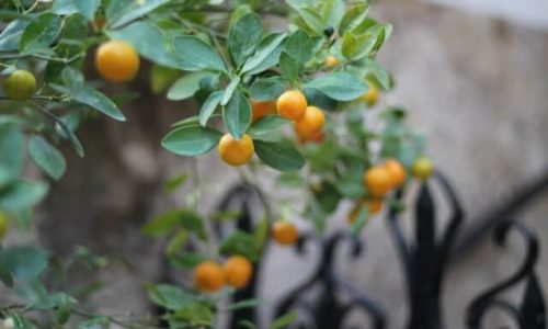 vera-cires--oHKEy3cSdA-unsplash (1) vera-cires--oHKEy3cSdA-unsplash (1)