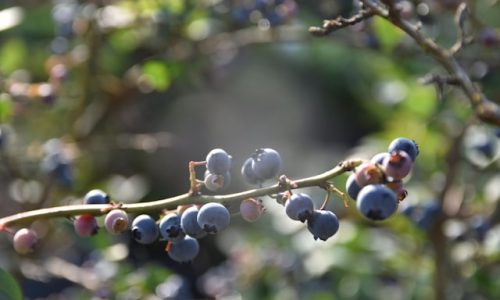 veronica-chalyj-SCH2d0Oqwd8-unsplash veronica-chalyj-SCH2d0Oqwd8-unsplash