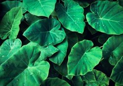 vi-tran-CgIZm6ho4mU-unsplash (1)
