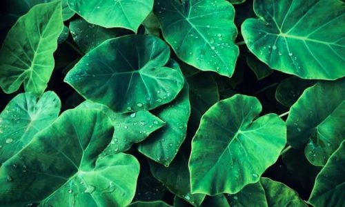 vi-tran-CgIZm6ho4mU-unsplash (1)