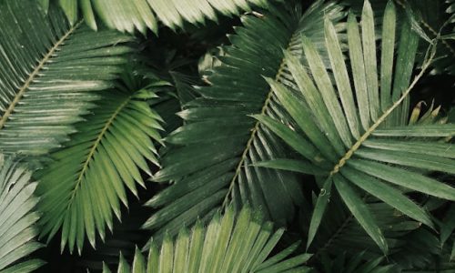 vickholius-nugroho-jt6QxZwSOCQ-unsplash vickholius-nugroho-jt6QxZwSOCQ-unsplash
