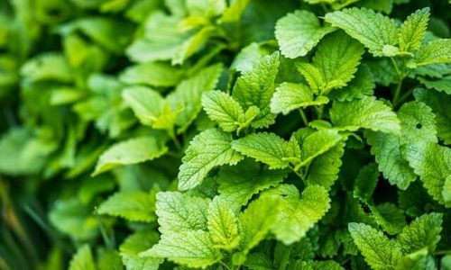 victor-serban-whTrv7kvGJY-unsplash (1) victor-serban-whTrv7kvGJY-unsplash (1)