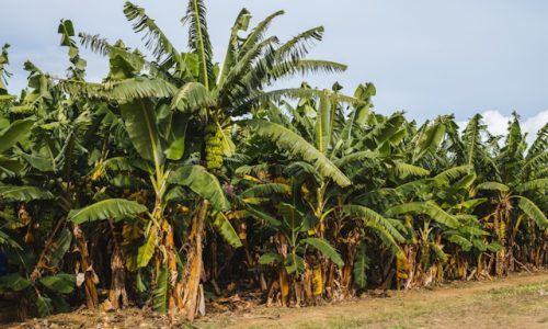 vije-vijendranath-Nm1r9OxG6TU-unsplash vije-vijendranath-Nm1r9OxG6TU-unsplash