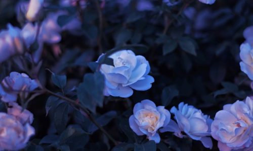 yousef-espanioly-0iOOw41DZ28-unsplash yousef-espanioly-0iOOw41DZ28-unsplash