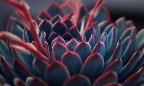 yousef-espanioly-AWYI4-h3VnM-unsplash yousef-espanioly-AWYI4-h3VnM-unsplash