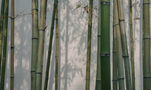 zhouxing-lu-6YgNZJxJ73Q-unsplash zhouxing-lu-6YgNZJxJ73Q-unsplash