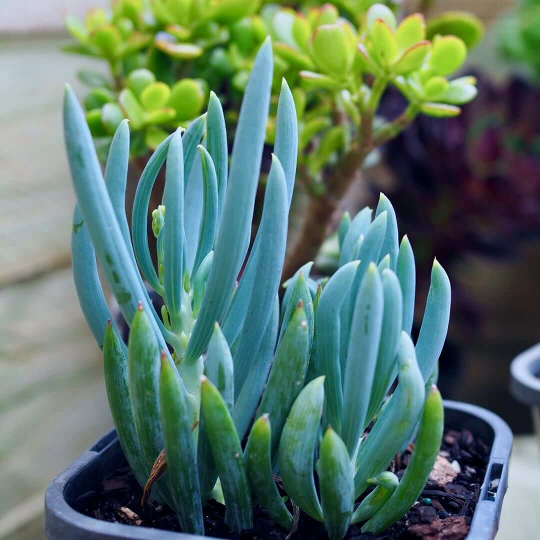 Senecio Serpens Blue Chalksticks