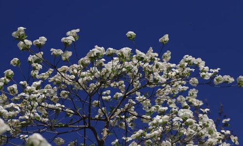 bernd-dittrich-VAYt3Ork5B0-unsplash (1)