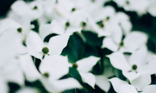 elijah-hail-xpKPxyGhhT8-unsplash (1)