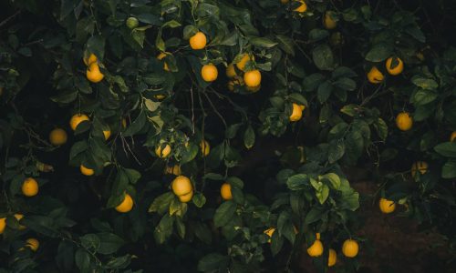george-lemon-pH6vl8AHOjI-unsplash (1)