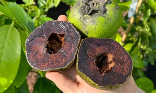 halved_black_sapote (1)
