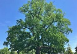 images (4)
