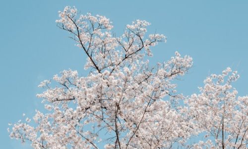 kendal-RLlwhlh0KpM-unsplash (1)