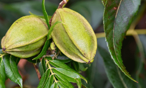 pecan-nut-tree-1 (1)