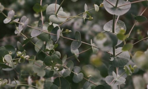 raelle-gann-owens-UVyL5ghJoEs-unsplash (1)