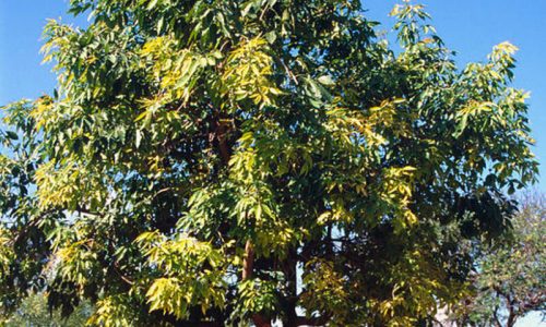 sapotier-blanc-casimiroa-edulis-manilkara-zapota-15g (1) (1)