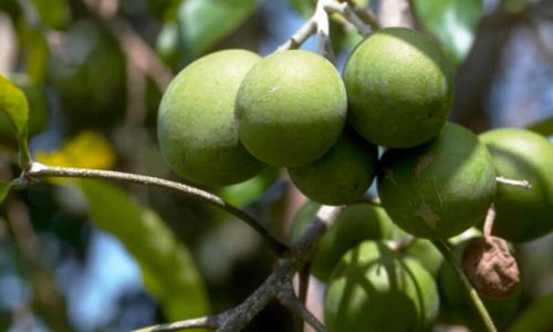 sapotier-blanc-casimiroa-edulis-manilkara-zapota-15g (2)