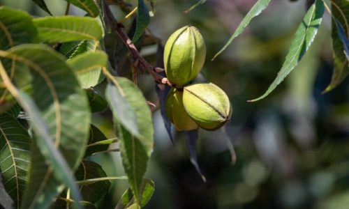 stock-pecan-1024x681 (1)