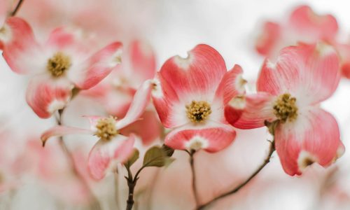 tabitha-turner-b6wBoC8XJ0k-unsplash (1)
