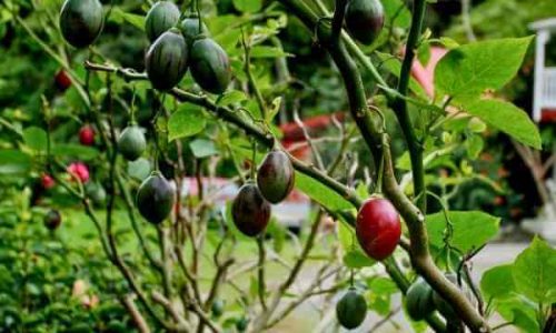 tamarillo-tree-seeds-6-1 (1)