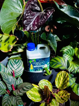 Best Fertiliser for Curry Leaf Plant (Murraya koenigii Care & Feeding  Guide) - CompleteGrow